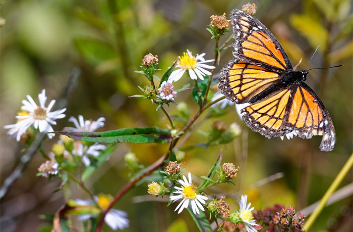 DOLLY SODS WILDERNESS